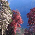 k-Rhododendron-Nepal