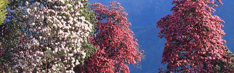 k-Rhododendron-Nepal